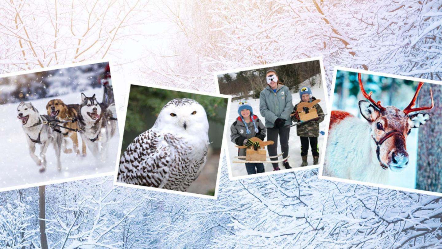 Winter Wildlife Celebration 2022