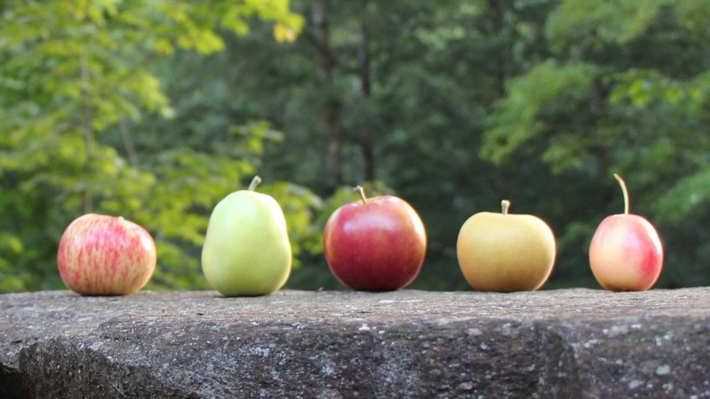 Whitman Brook Orchard apples