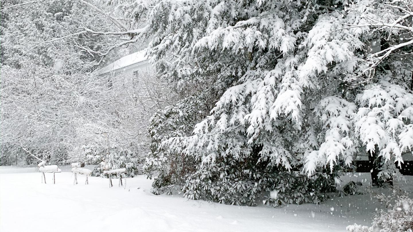 Winter Tree and Deer