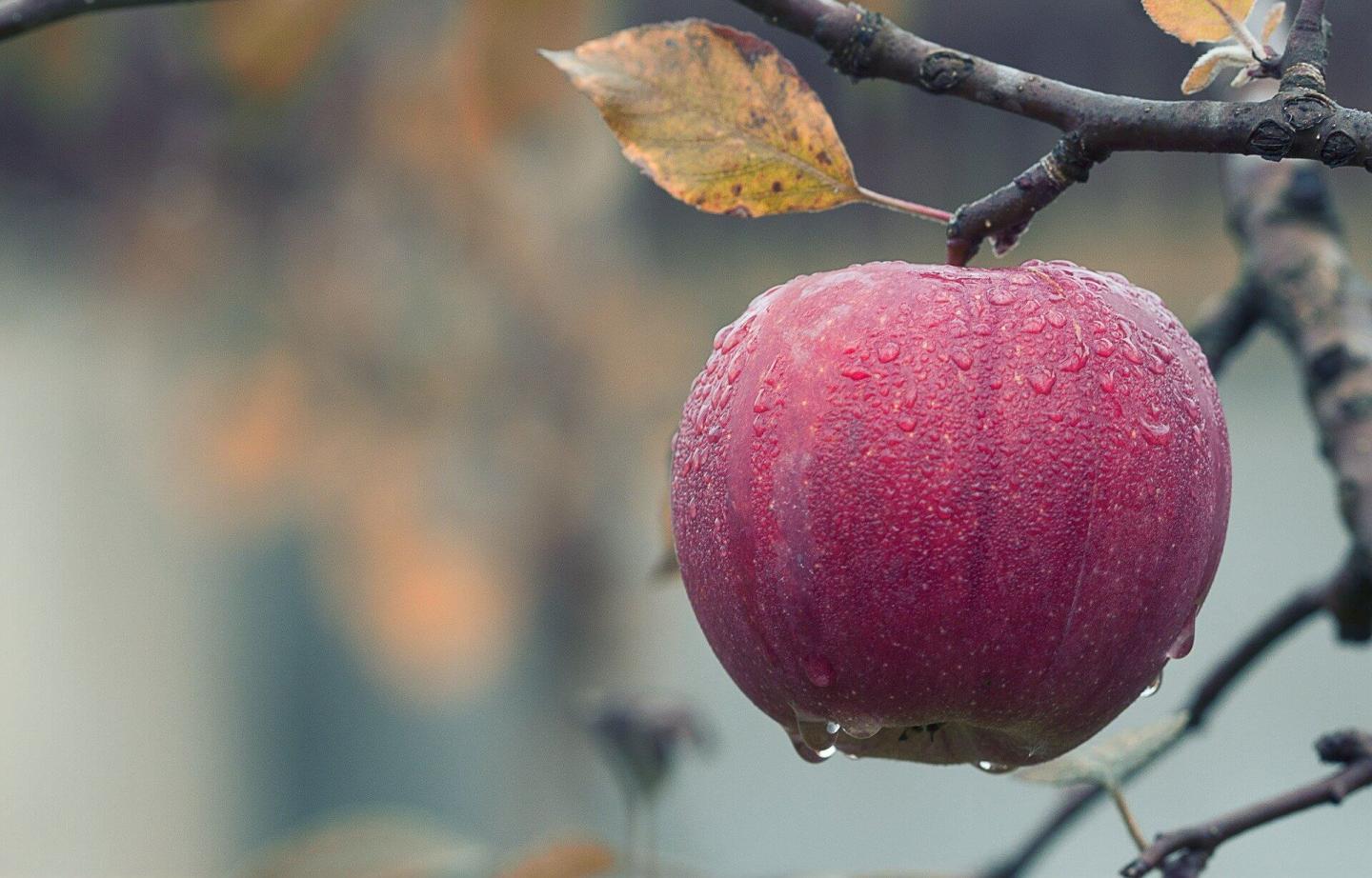 Apple on the tree in fall