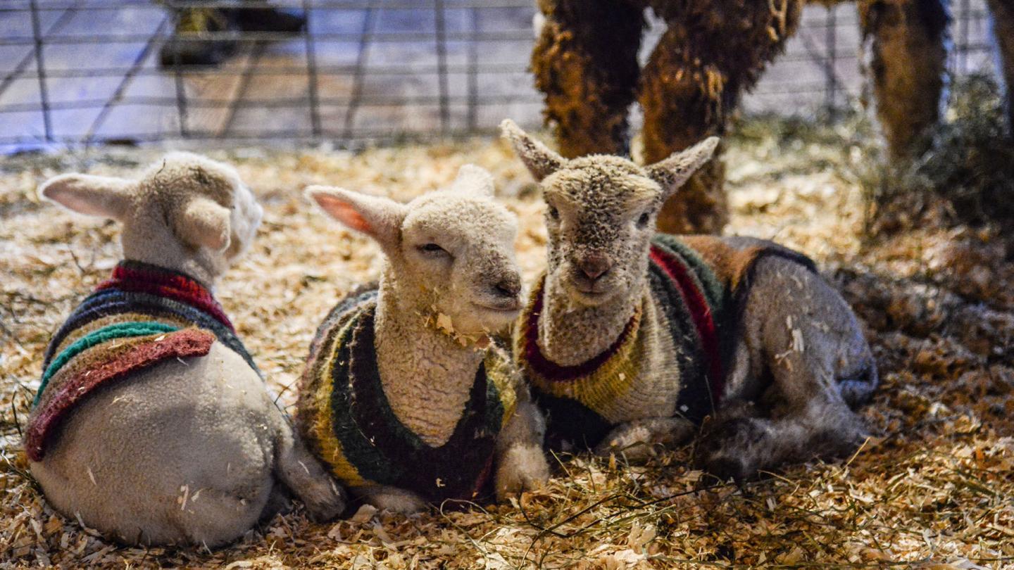 Baby Farm Animal Celebration at Billings Farm