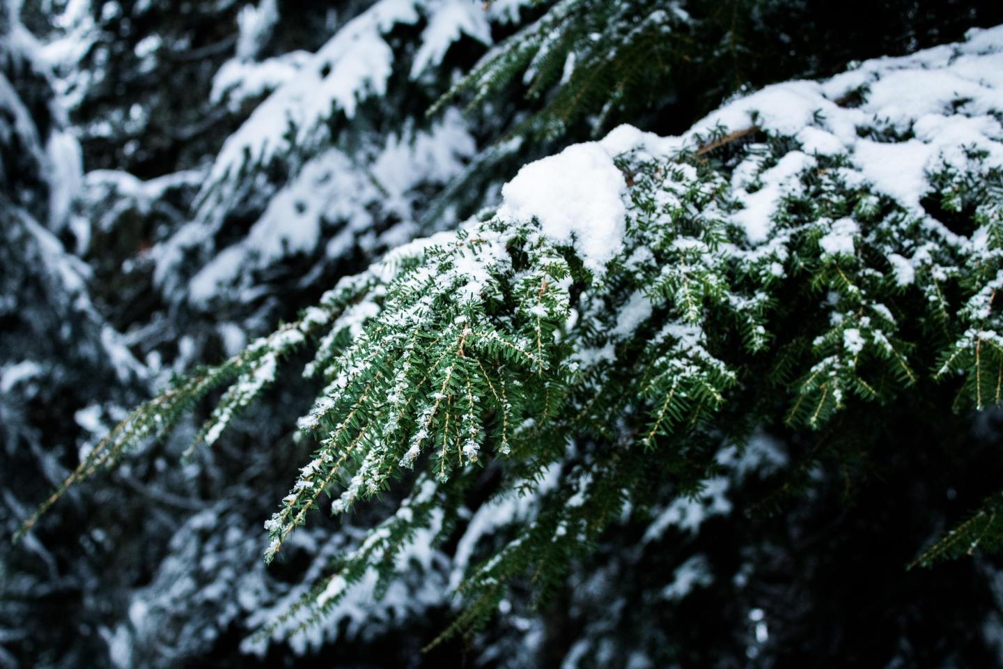 Snowy branches