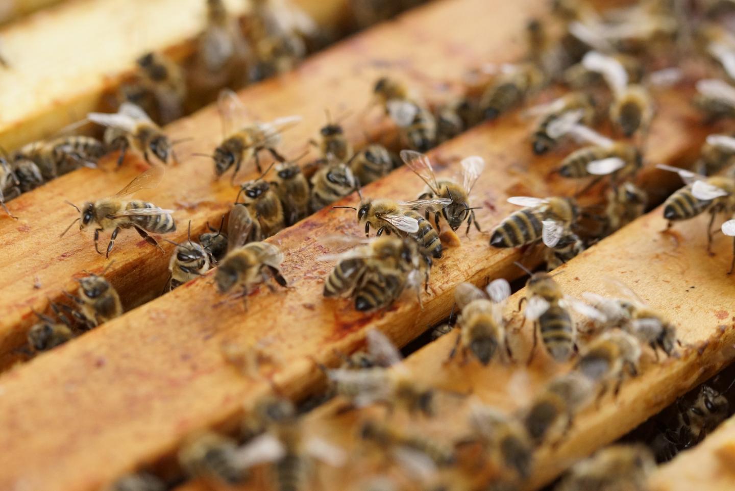beehive