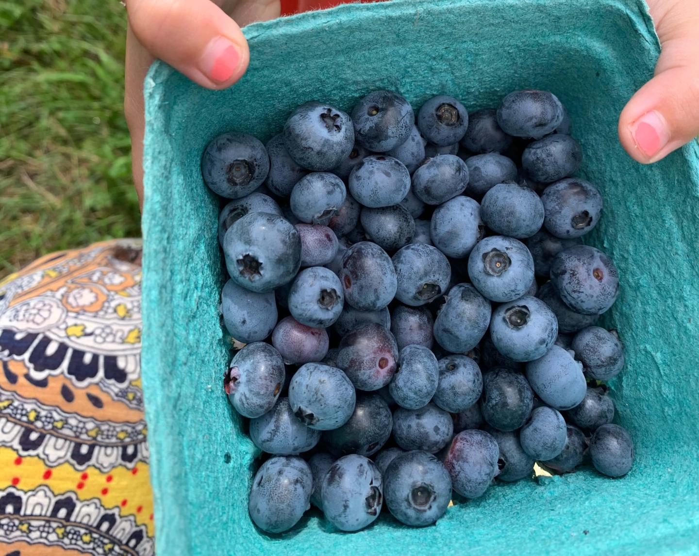 blueberries