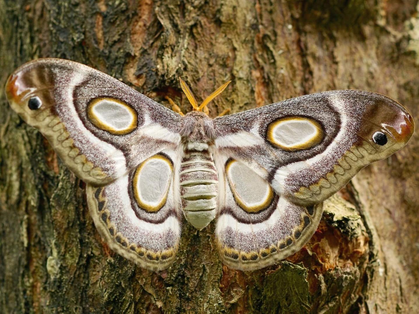 Moth on a tree trunk