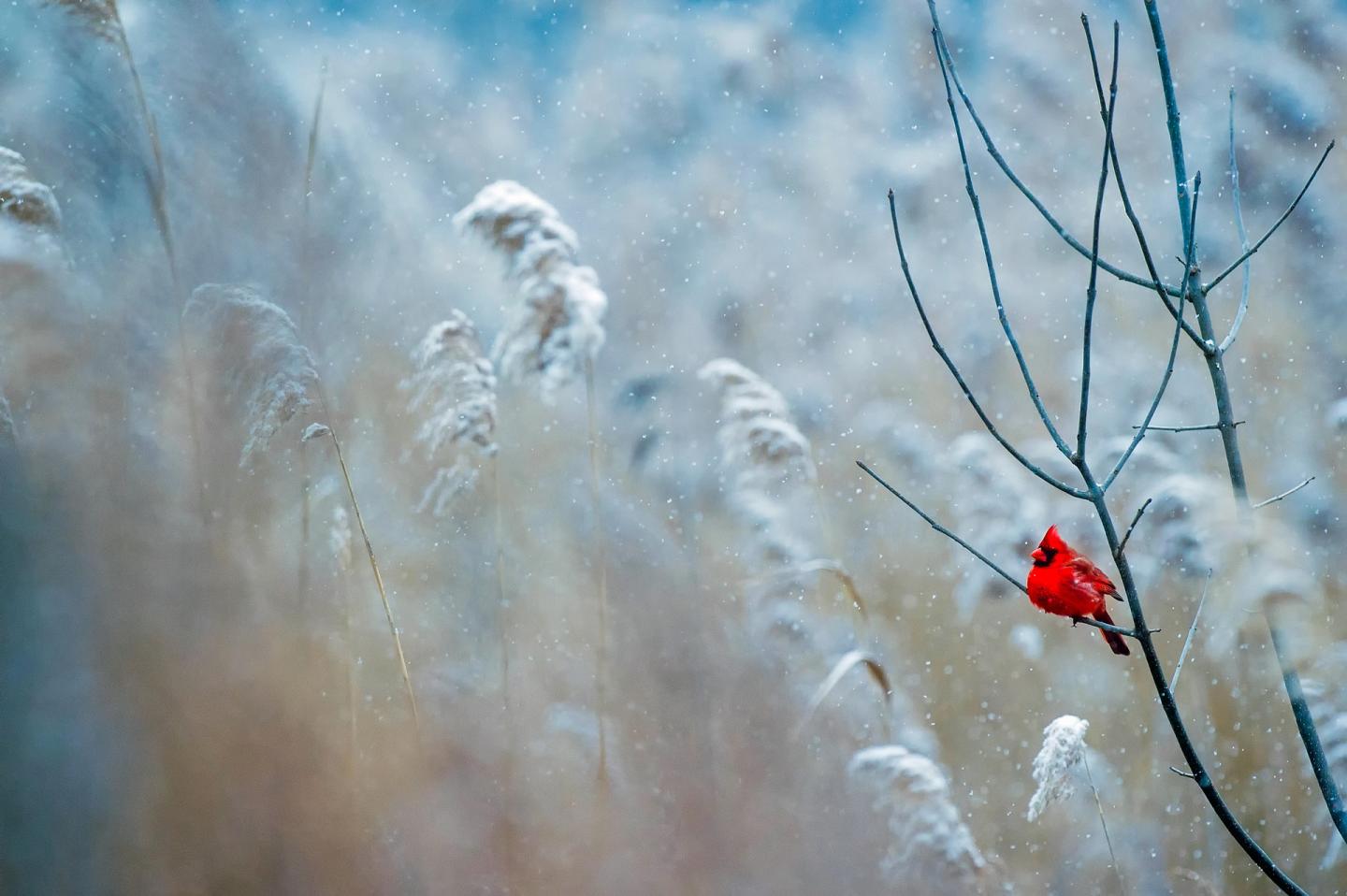 Cardinal in winter