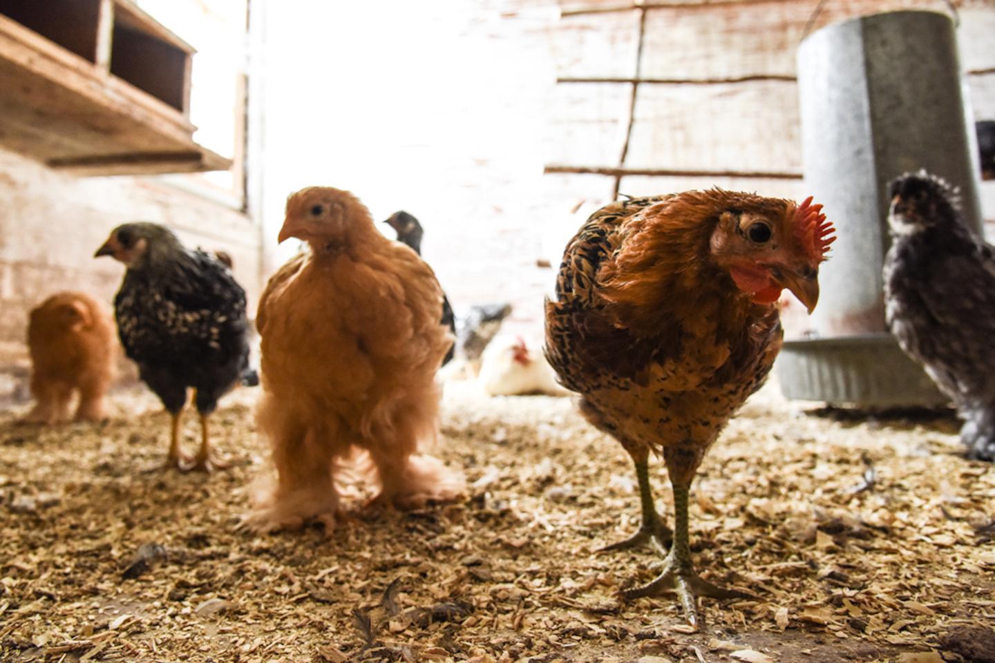 Billings Farm, Heritage Chicken Day
