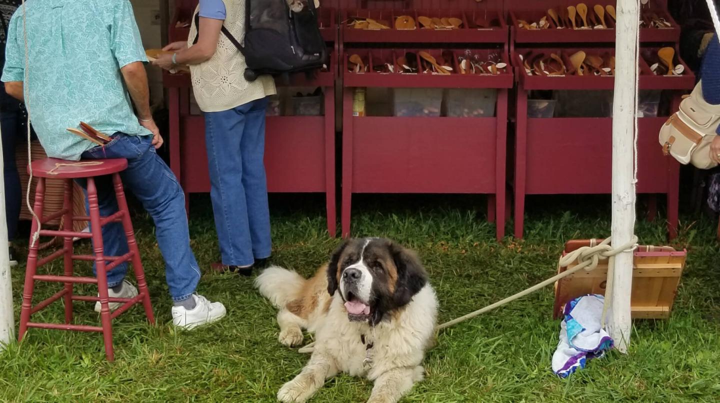Dog at Apples and Crafts festival