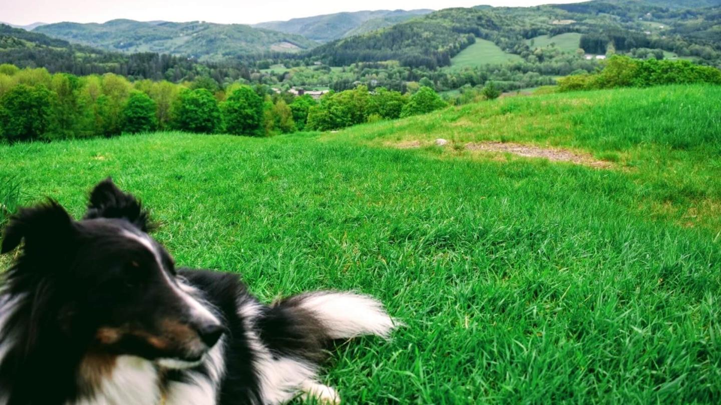 Dog at the peak of Mt Peg