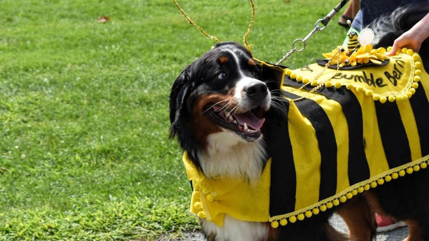 Weekend Fun A Puppy Parade Great Tomato Tasting Plus Festivals For Music Mammals Alike Woodstock Vt