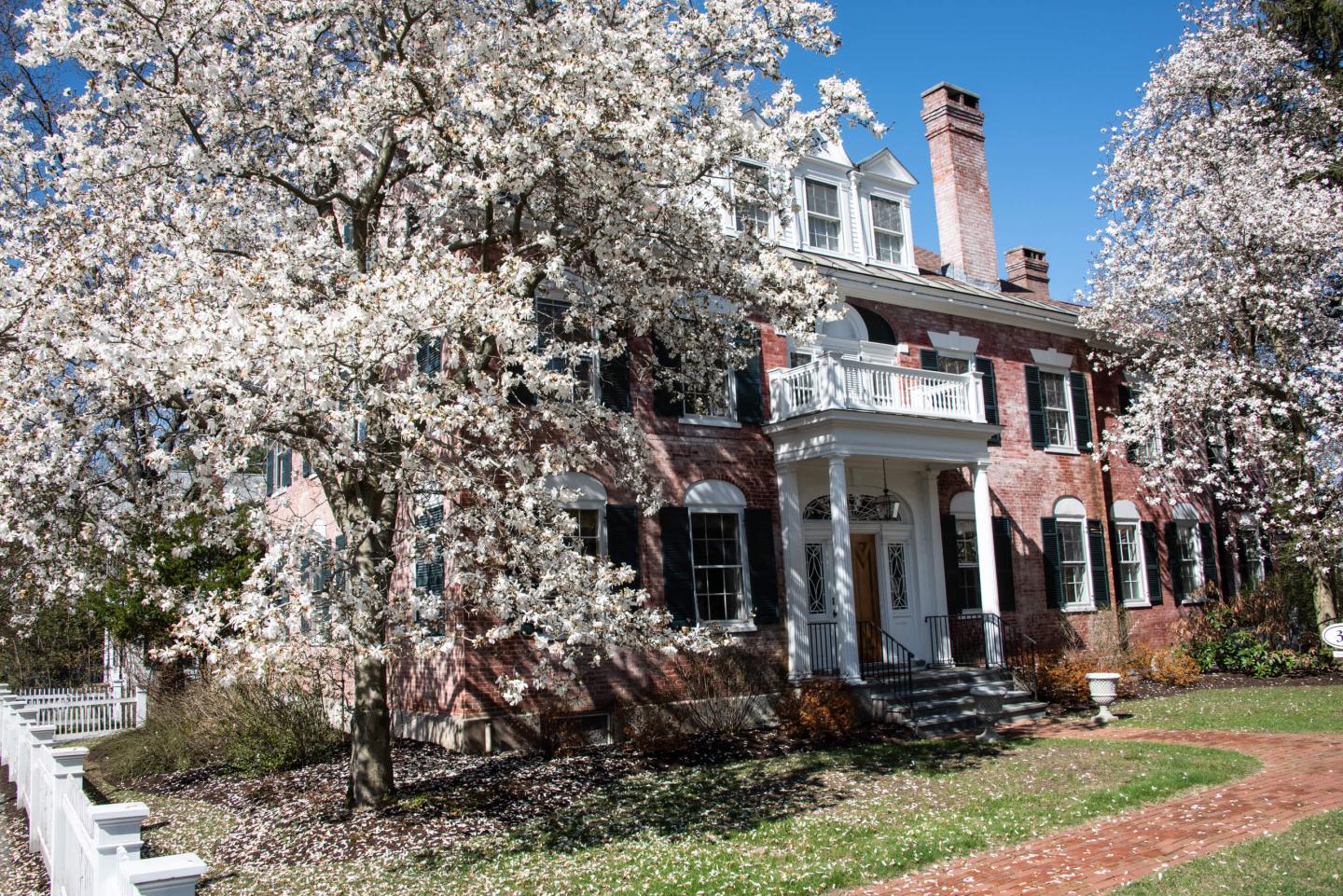 Historic home magnolias in bloom spring