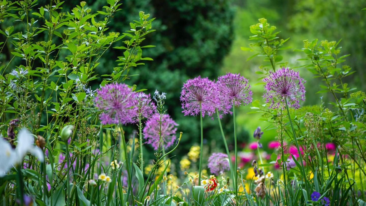 Summer flowers