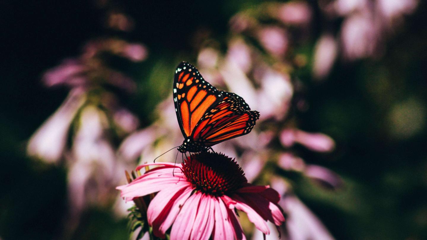 Monarch butterfly