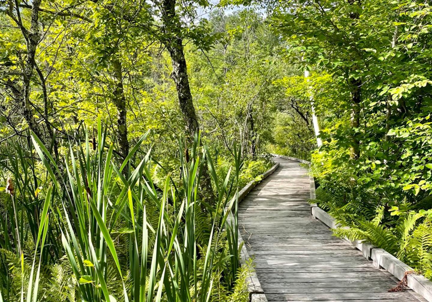 Eshqua Bog in Woodstock VT