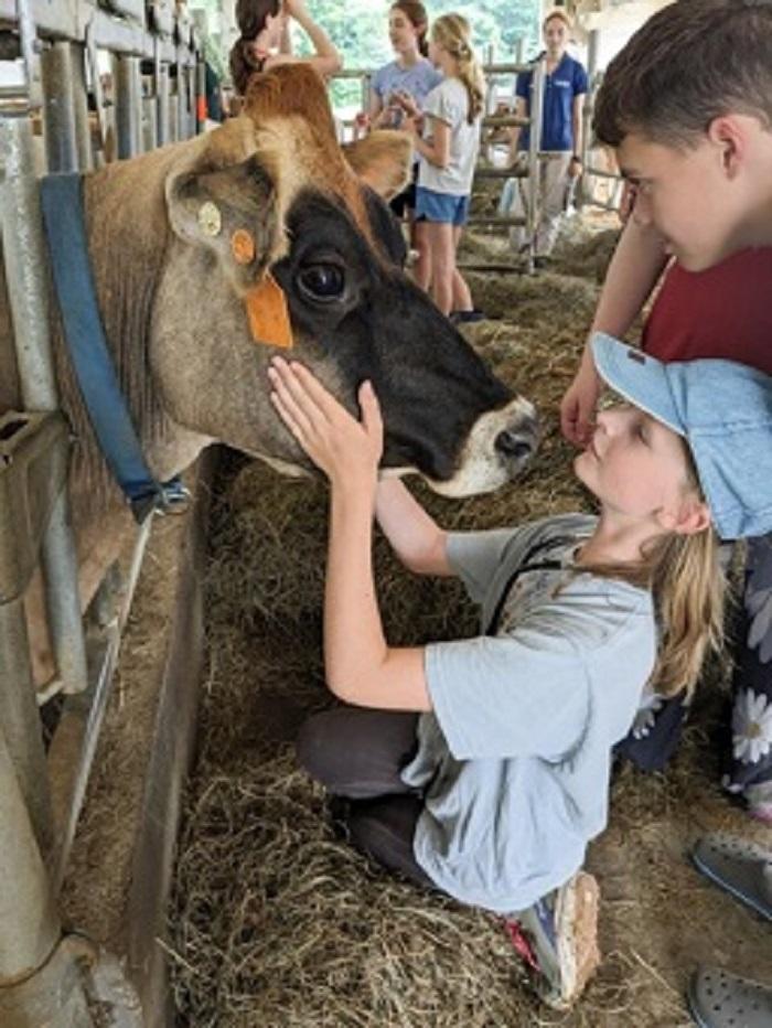 Girl with blue ball camp face to face with a Jersey cow.