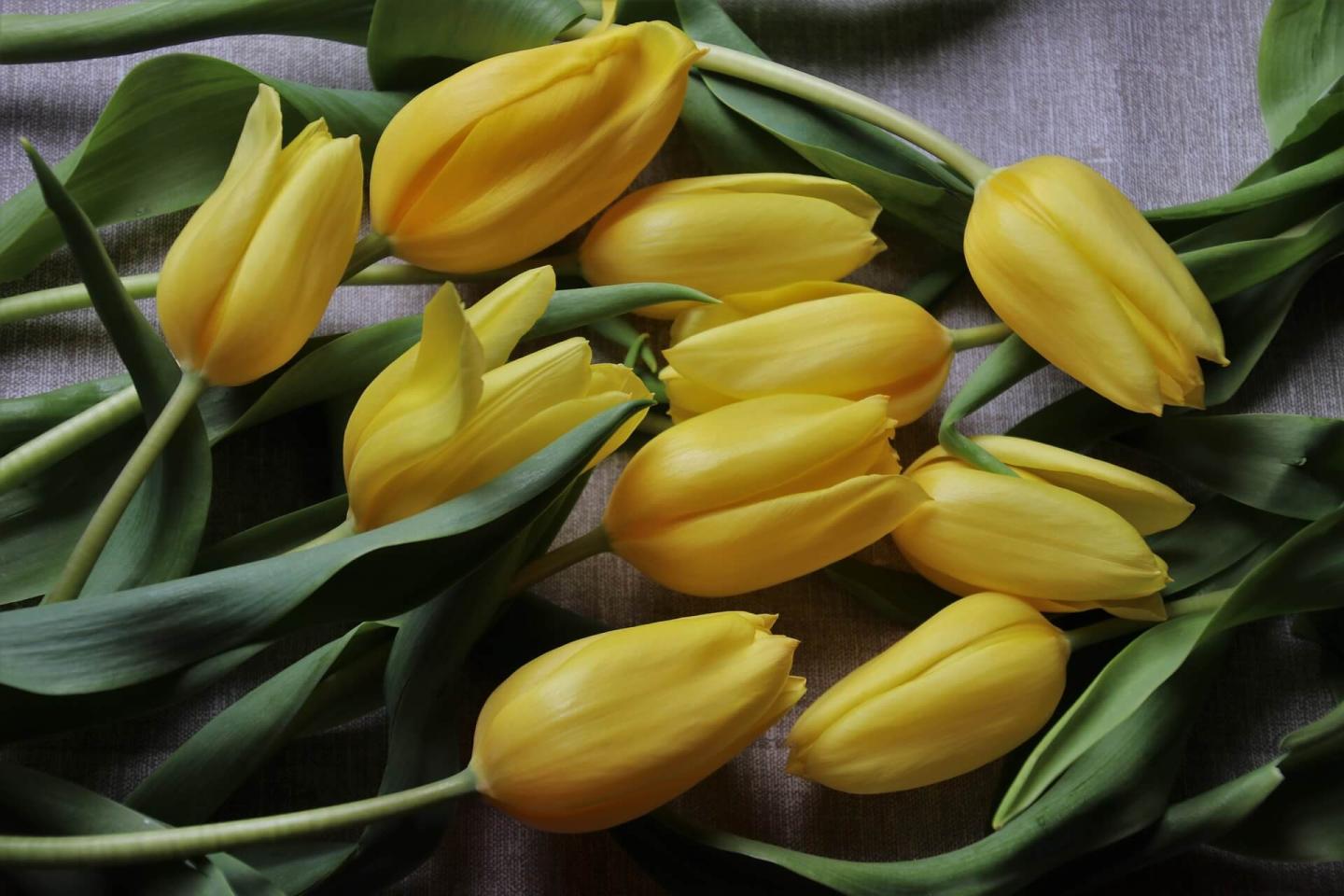 Yellow tulip flowers