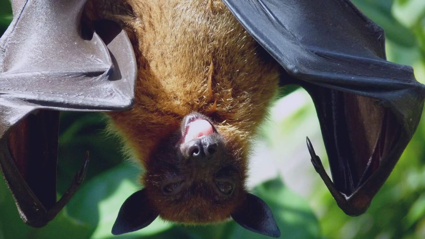 Bat