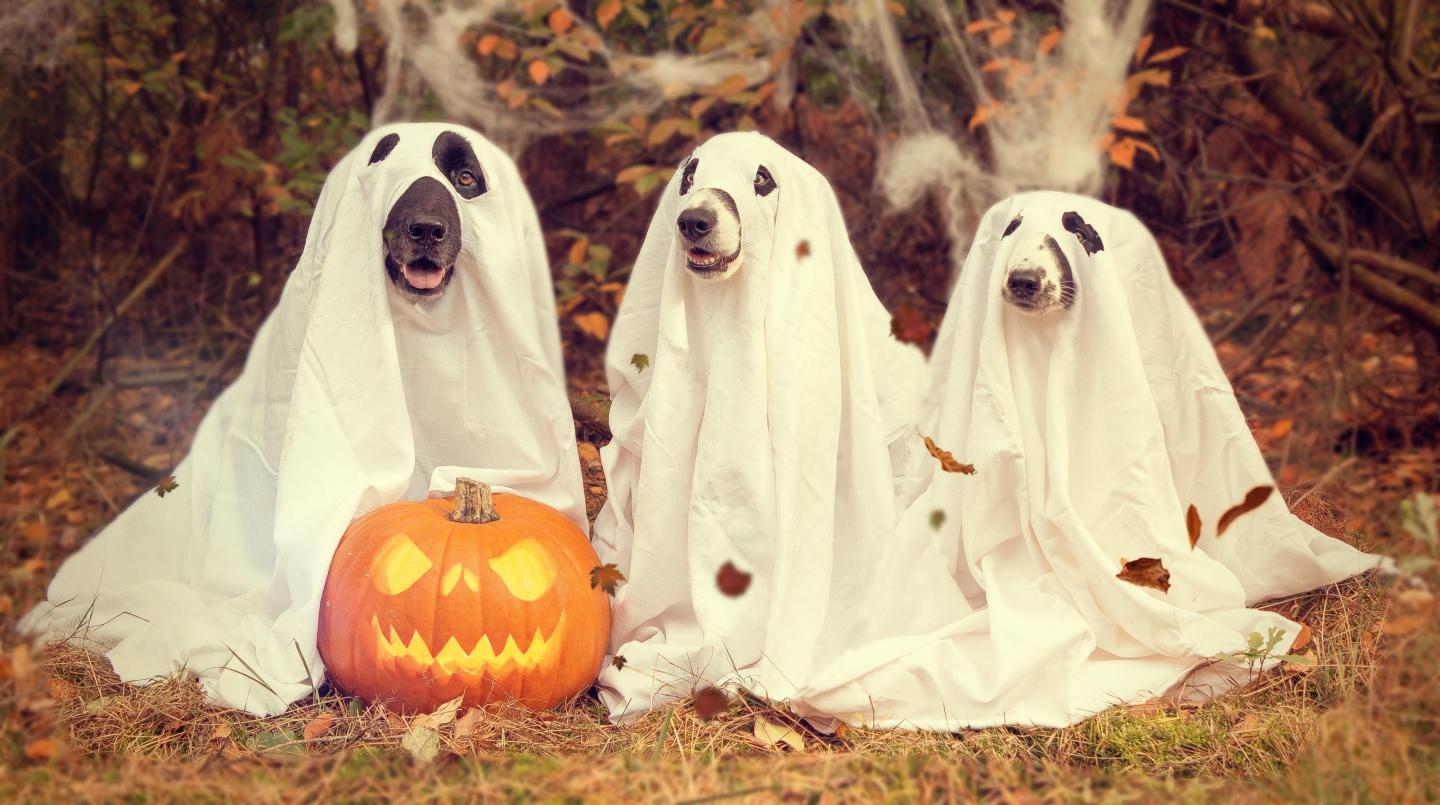 Dogs on Halloween