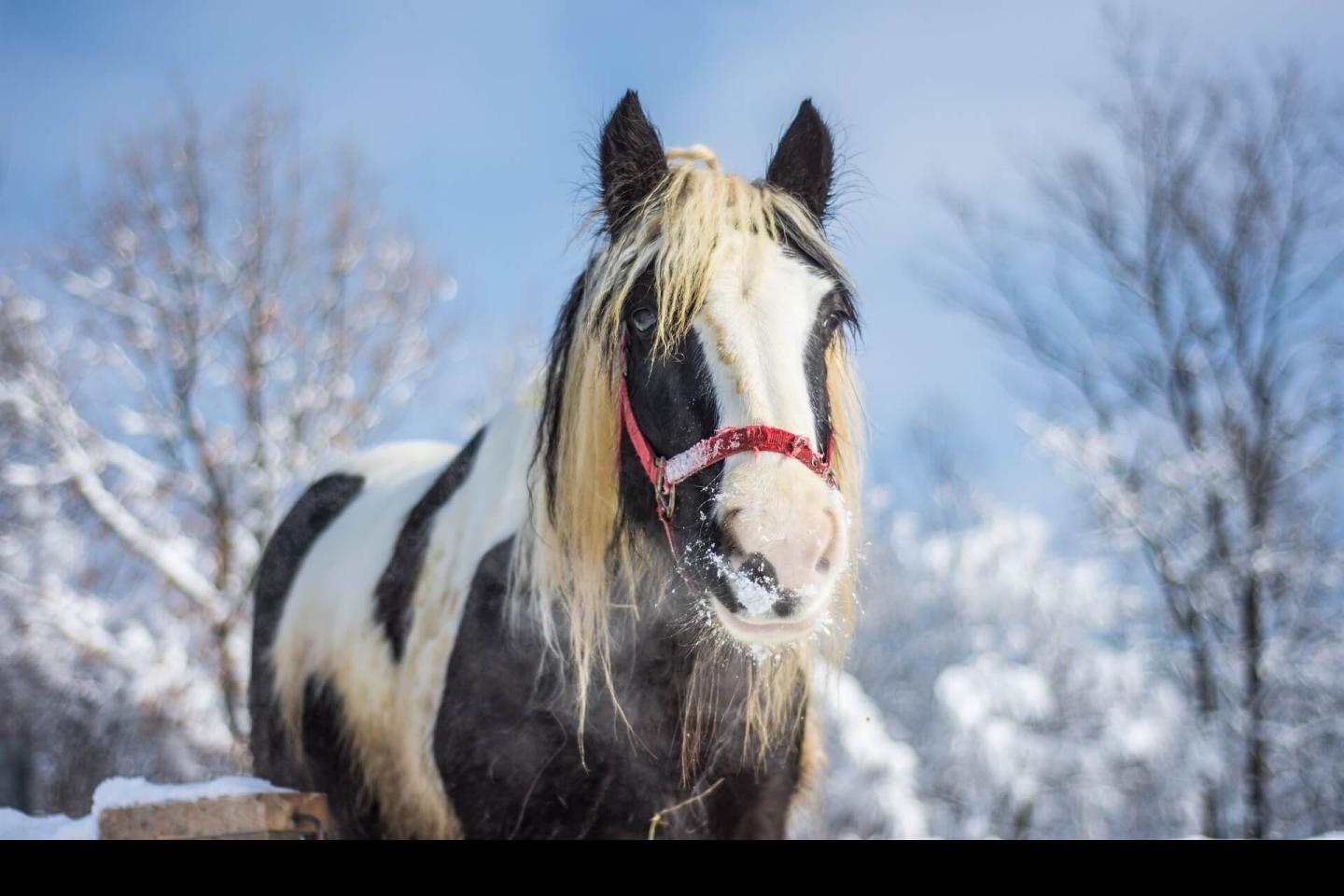 Horse in snow
