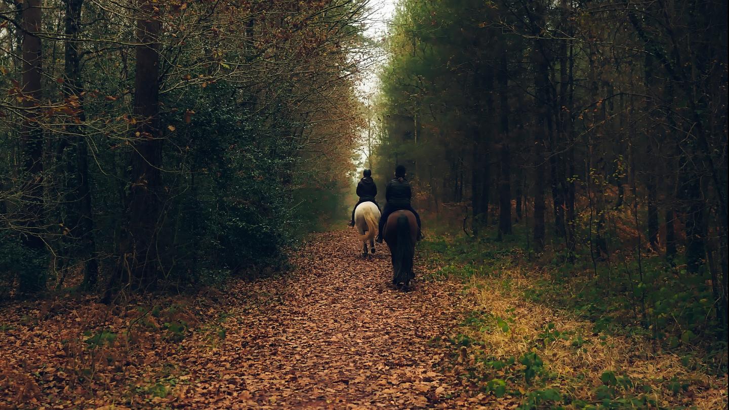 Horses