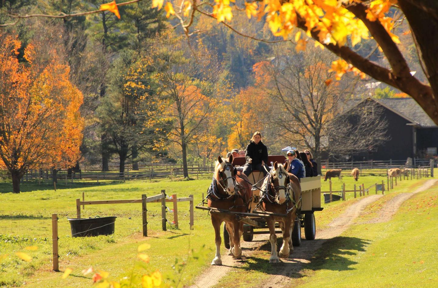 Wagon rides at Billings Farm during fall foliage