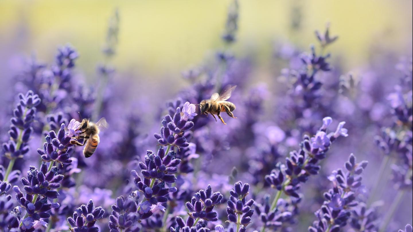 Lavender Field