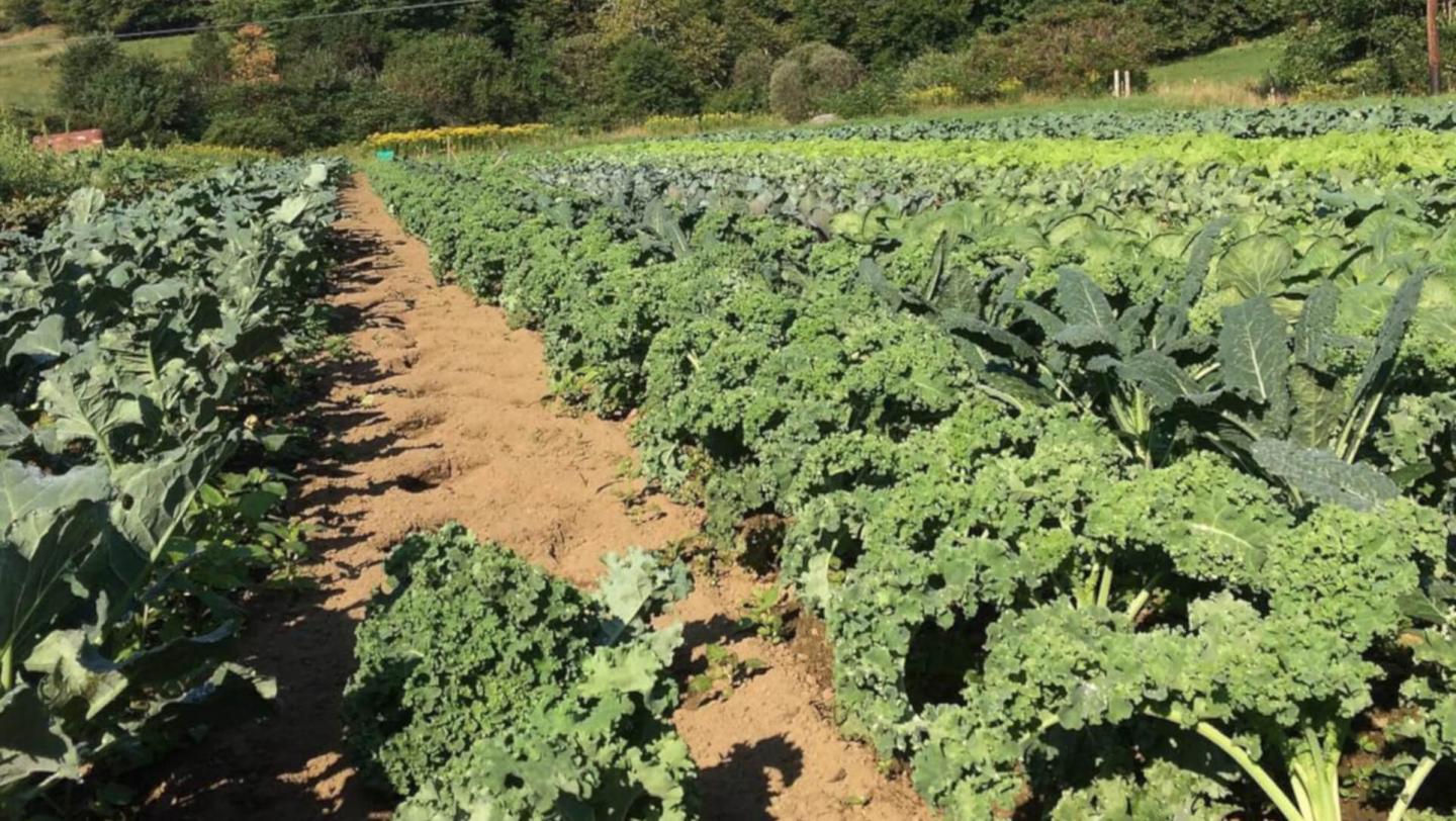 Luna Bleu farm kale