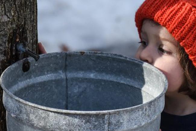 Maple tree with sap bucket and child with an orange hat.