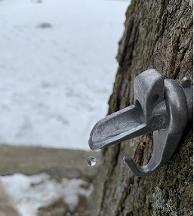 A tap in a maple tree with a drop of sap dripping with snow on the ground.