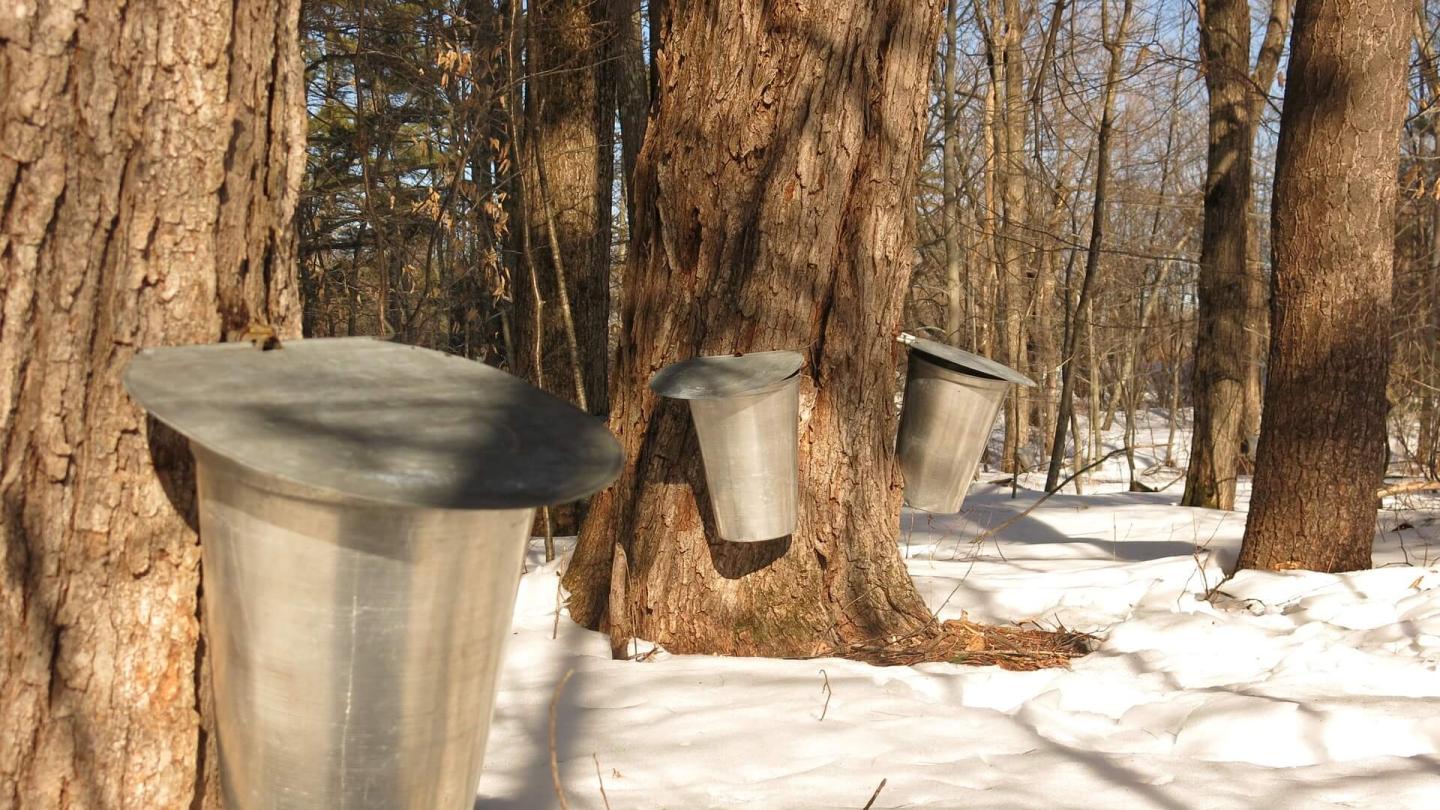 maple sap collection