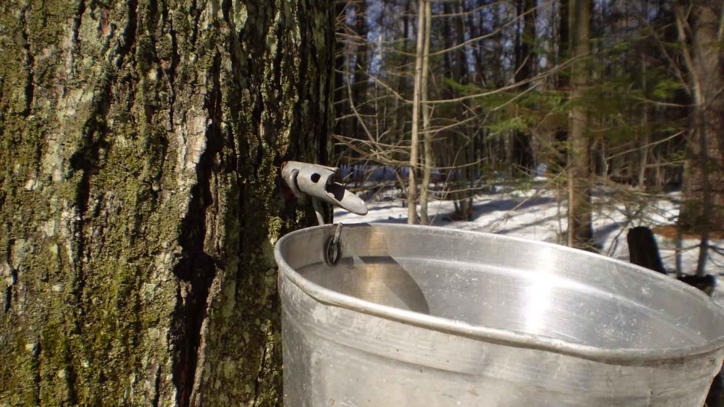 maple taps sugaring