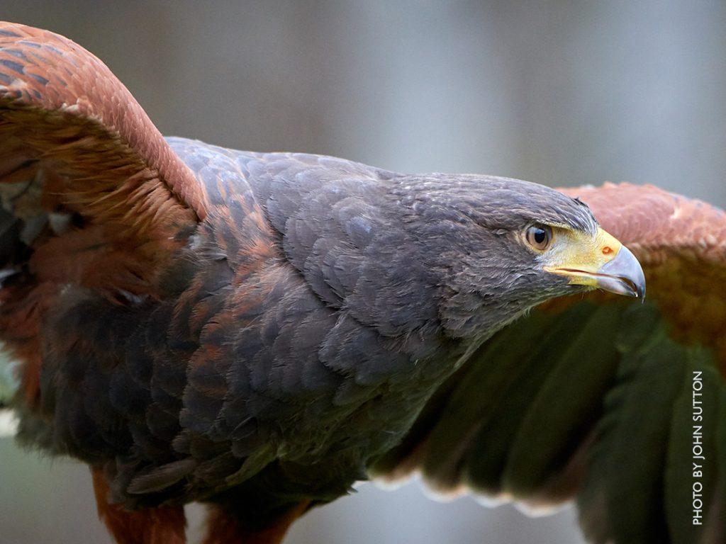 Harris's Hawk