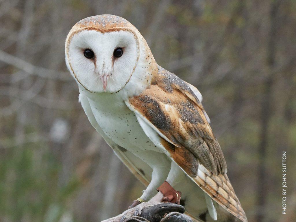 Barn Owl