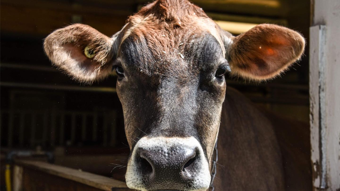 Cow at Billings Farm & Museum