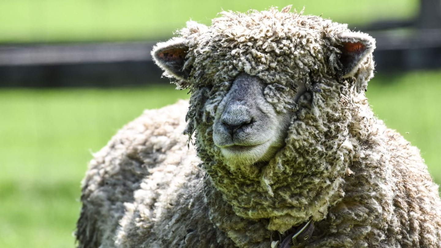 Sheep at Billings Farm & Museum