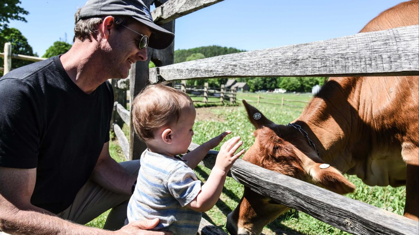 Baby meeting a cow at Billings Farm