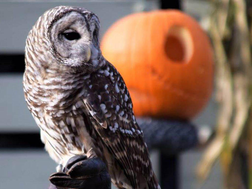 Barred Owl & Pumpkin