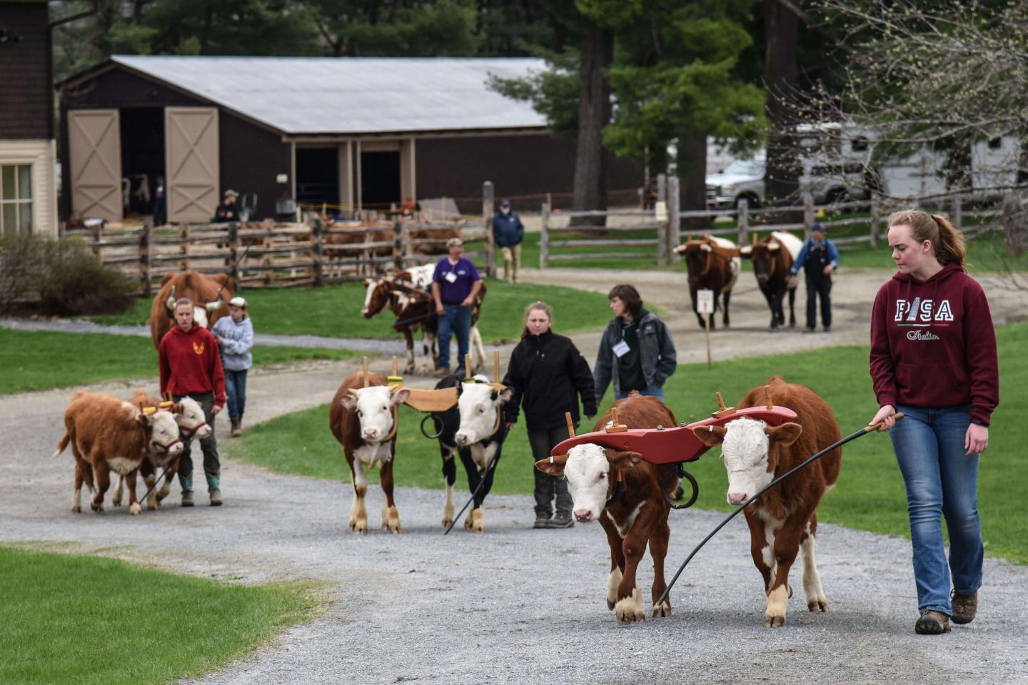 Children showcasing oxen pairs.