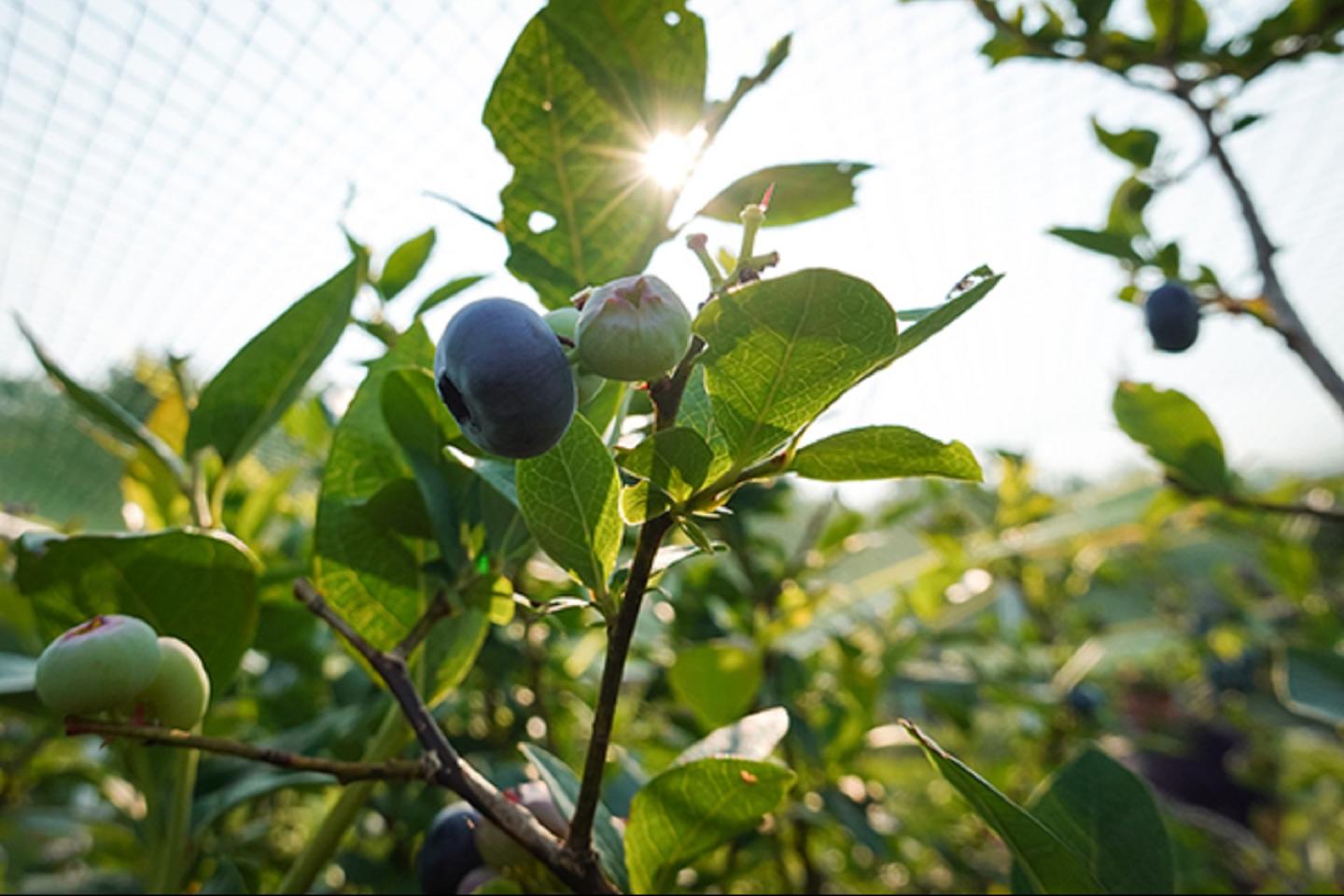 A blueberry plant with sun lighting it from behind.