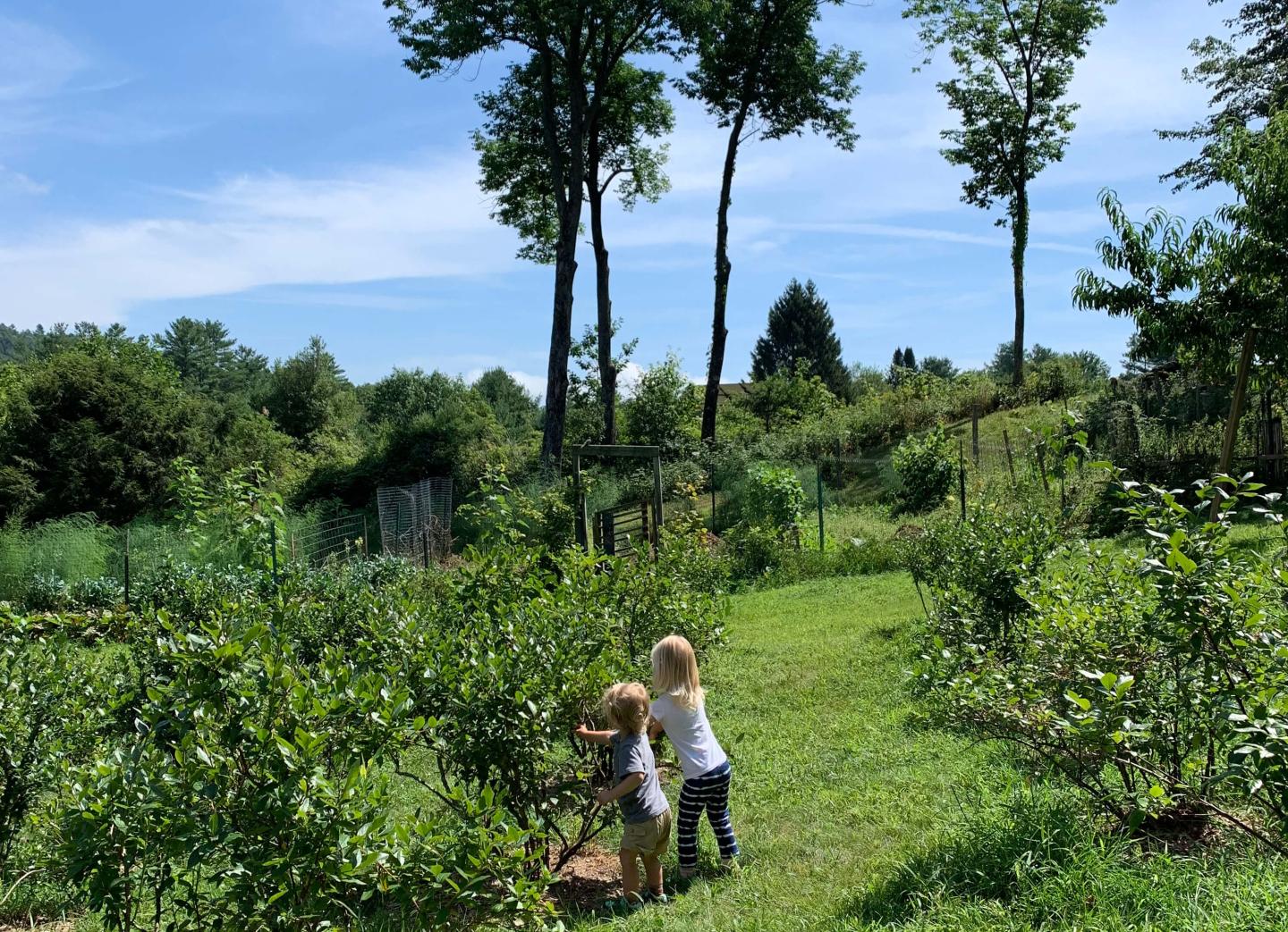 blueberry picking