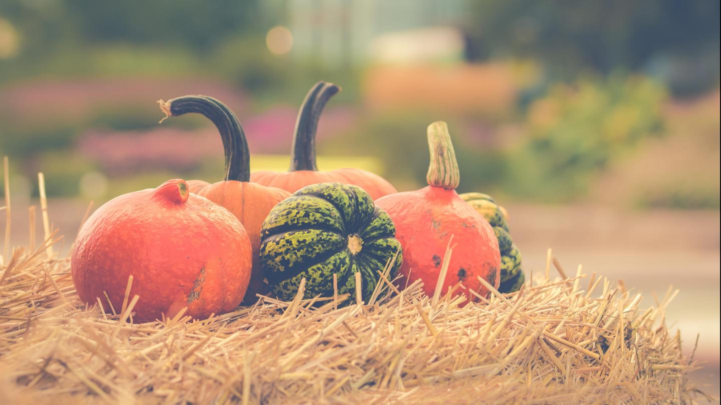 October Pumpkins