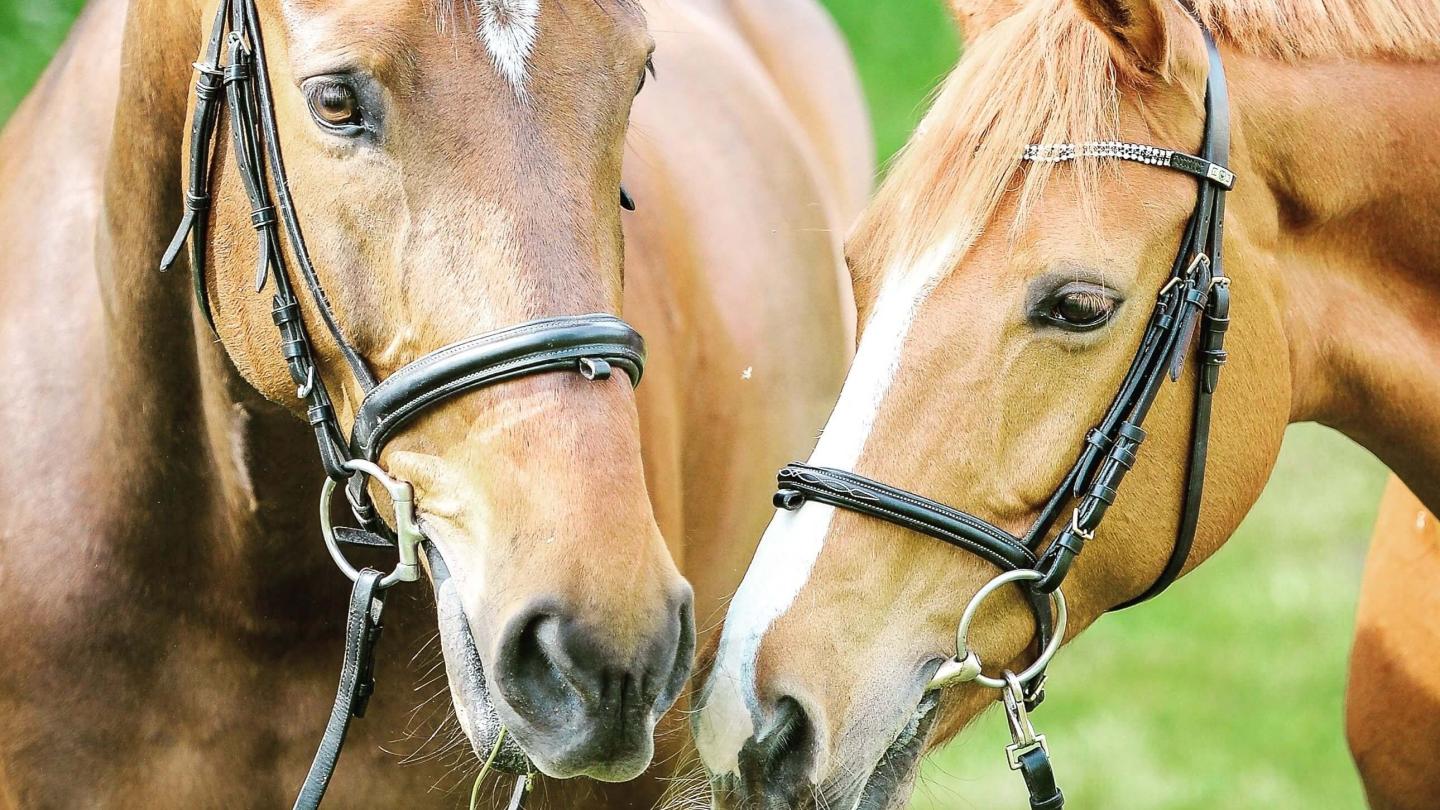 Horses with bridles