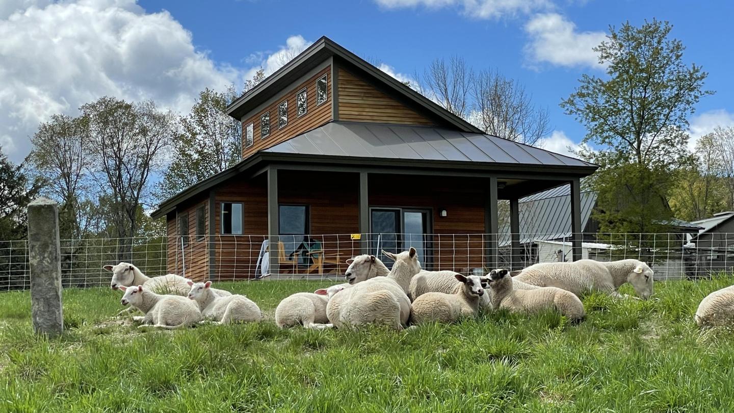Sheep in front of cabins