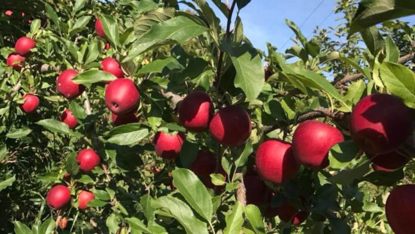 Sherburne Farm/ Moore's Orchard apples