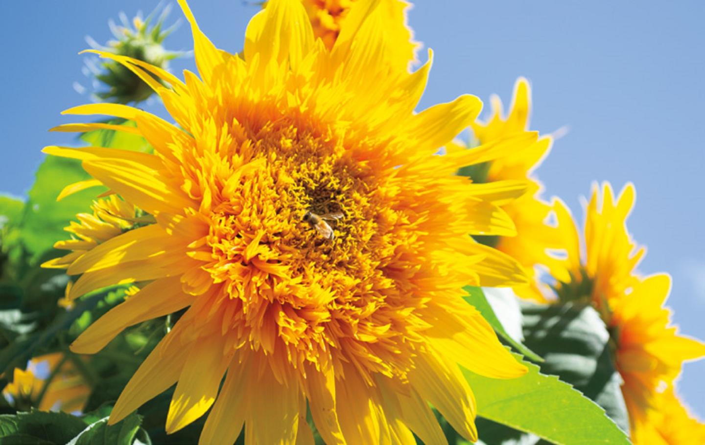 A very bright yellow sunflower with a bee in the middle in front of a blue sky.