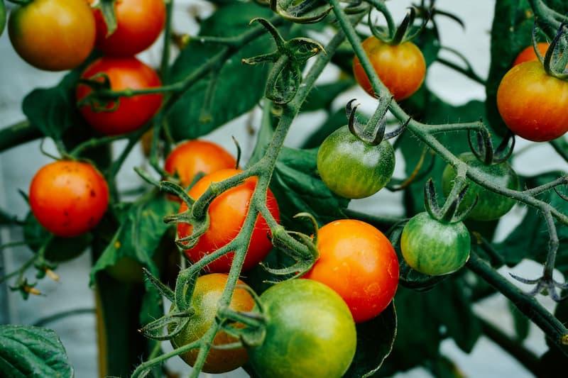 Tomato harvest
