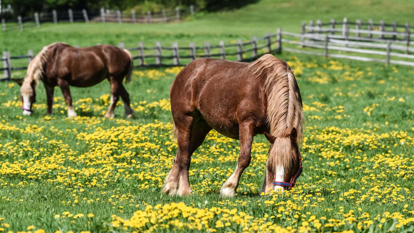 Billings Farm horses in spring/summer