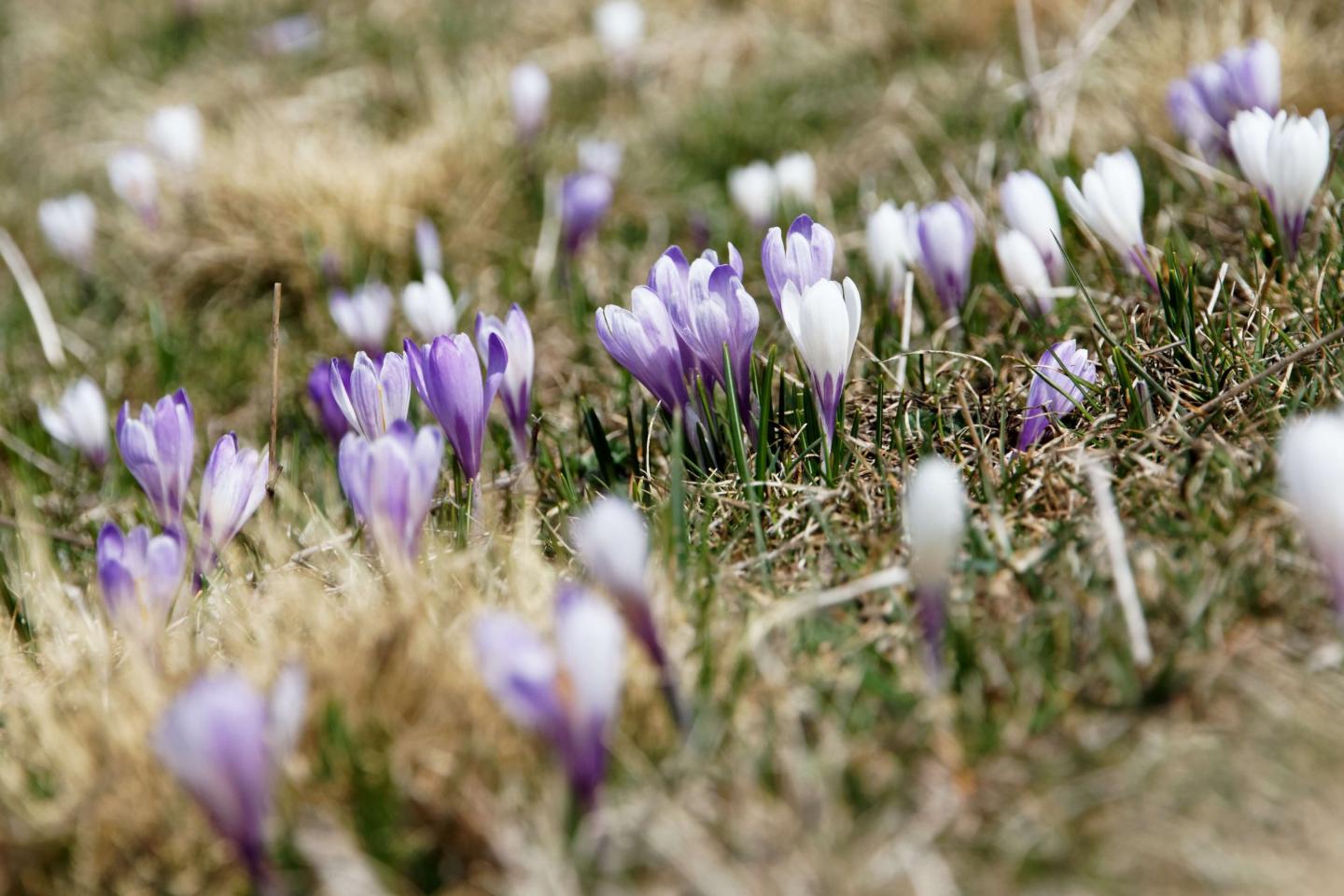Spring crocuses