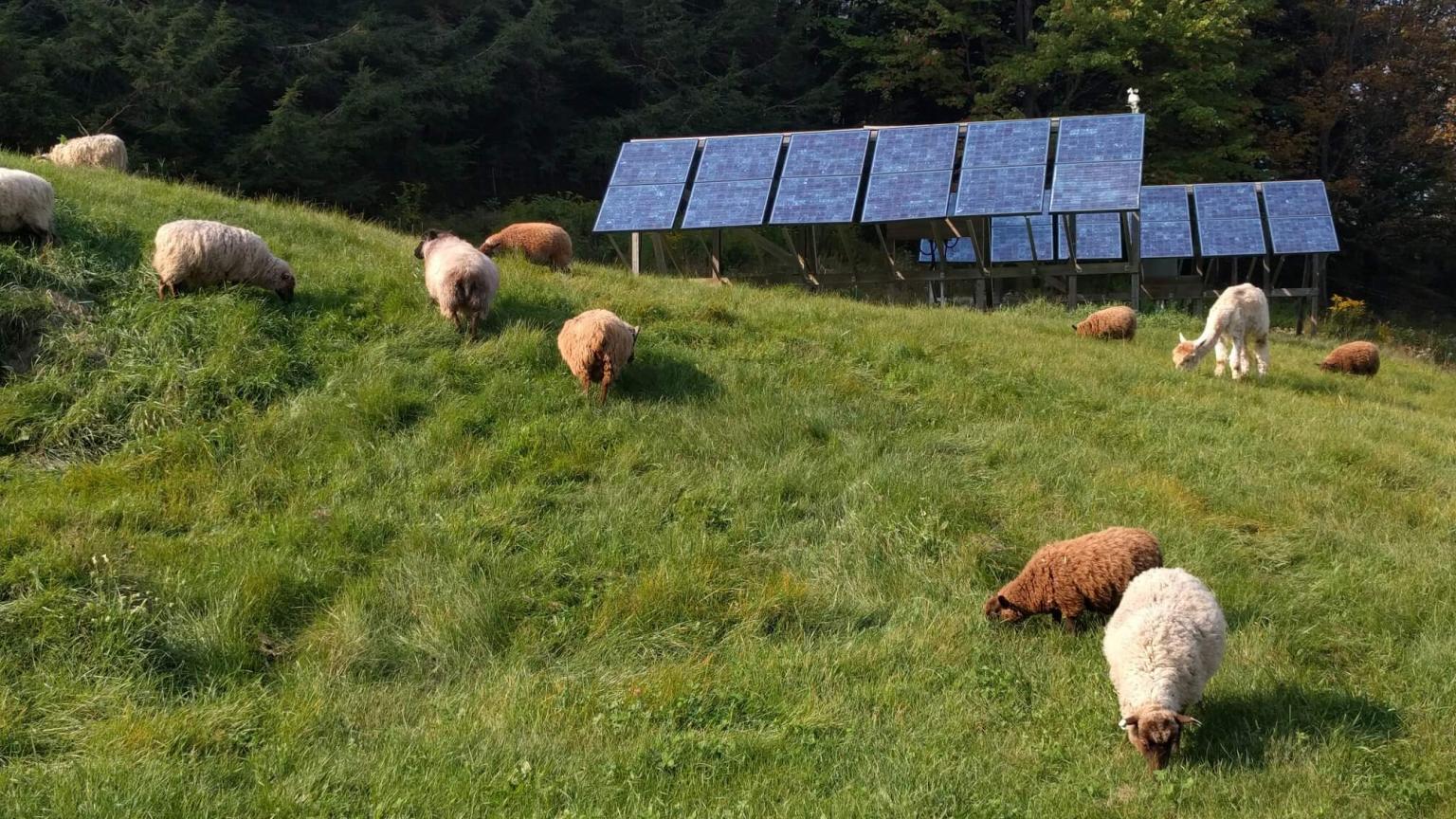Sweetland Farm livestock