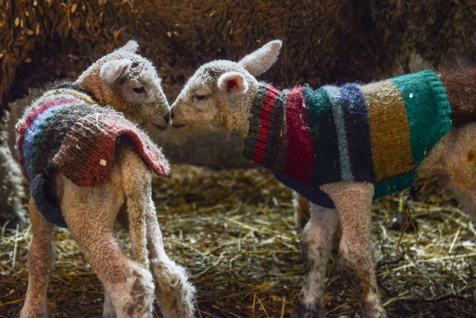 Baby Sheep (Lambs) dressed in Sweaters